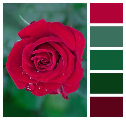 Red Flower Flower Red Rose Image